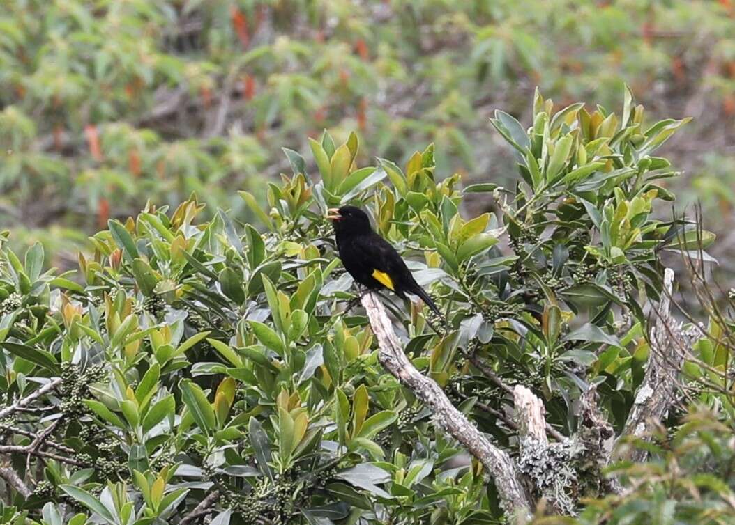 Image of Black-and-gold Cotinga