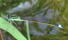 Image of Rambur's Forktail