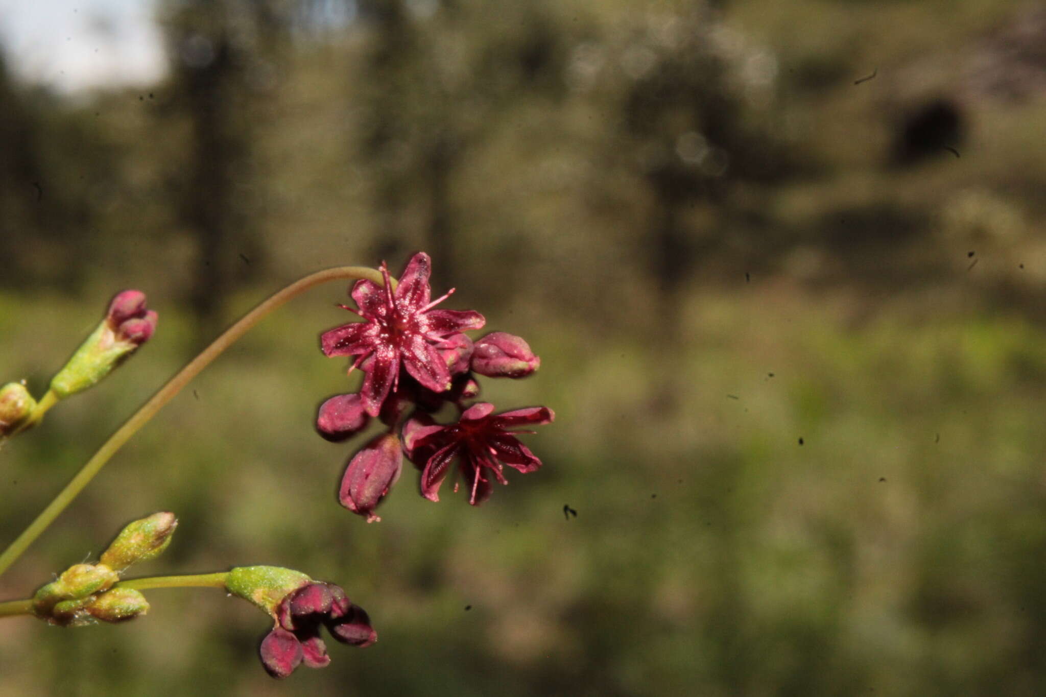 Image of red buckwheat