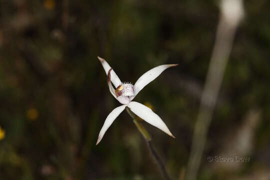 Image of Pink candy orchid