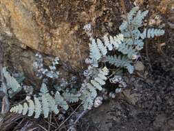 Plancia ëd Myriopteris newberryi (D. C. Eat.) Grusz & Windham