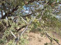 Vachellia grandicornuta (Gerstner) Seigler & Ebinger resmi