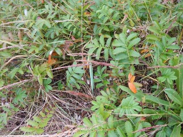 Imagem de Agrostis exarata Trin.