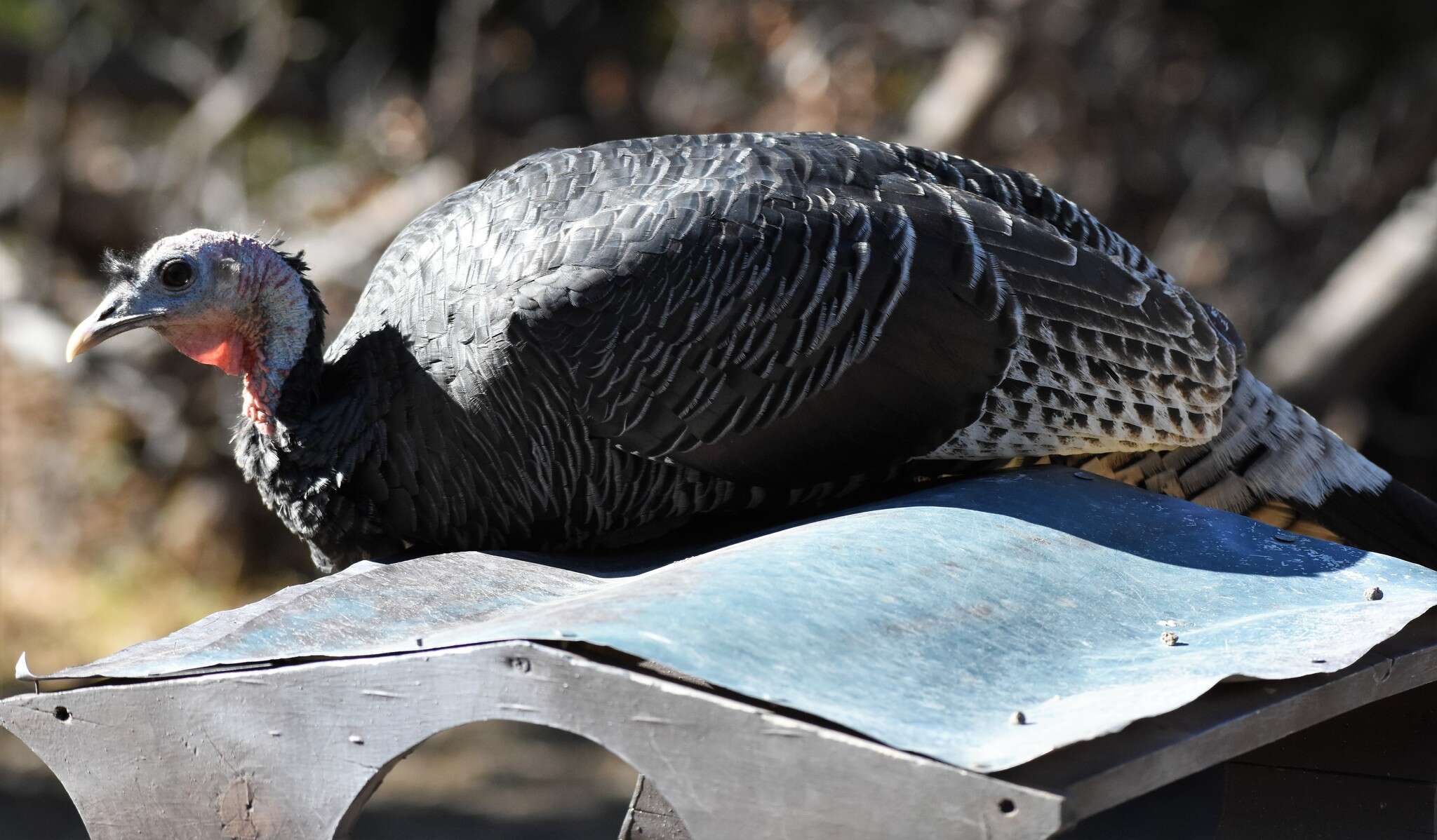 Imagem de Meleagris gallopavo mexicana Gould 1856