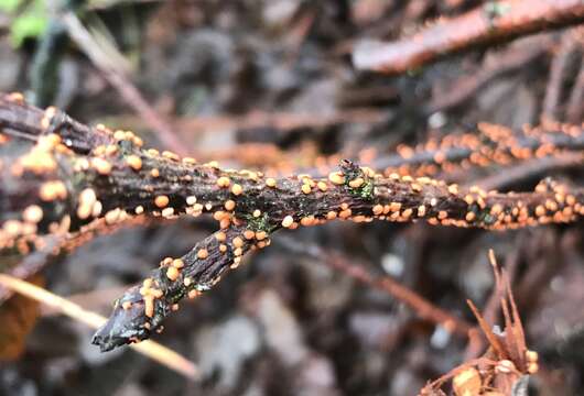 Imagem de Nectria cinnabarina (Tode) Fr. 1849