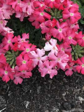 Image of mock vervain