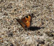 Image of California Tortoiseshell