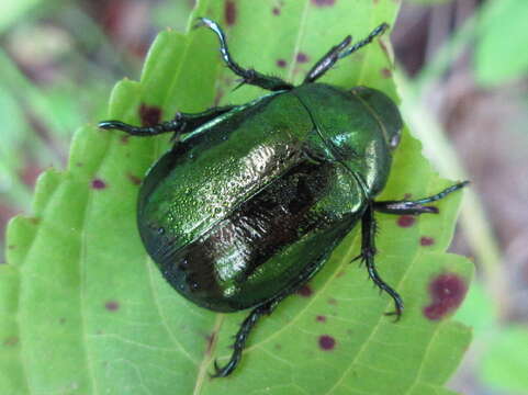 Sivun Mimela splendens (Gyllenhal 1817) kuva