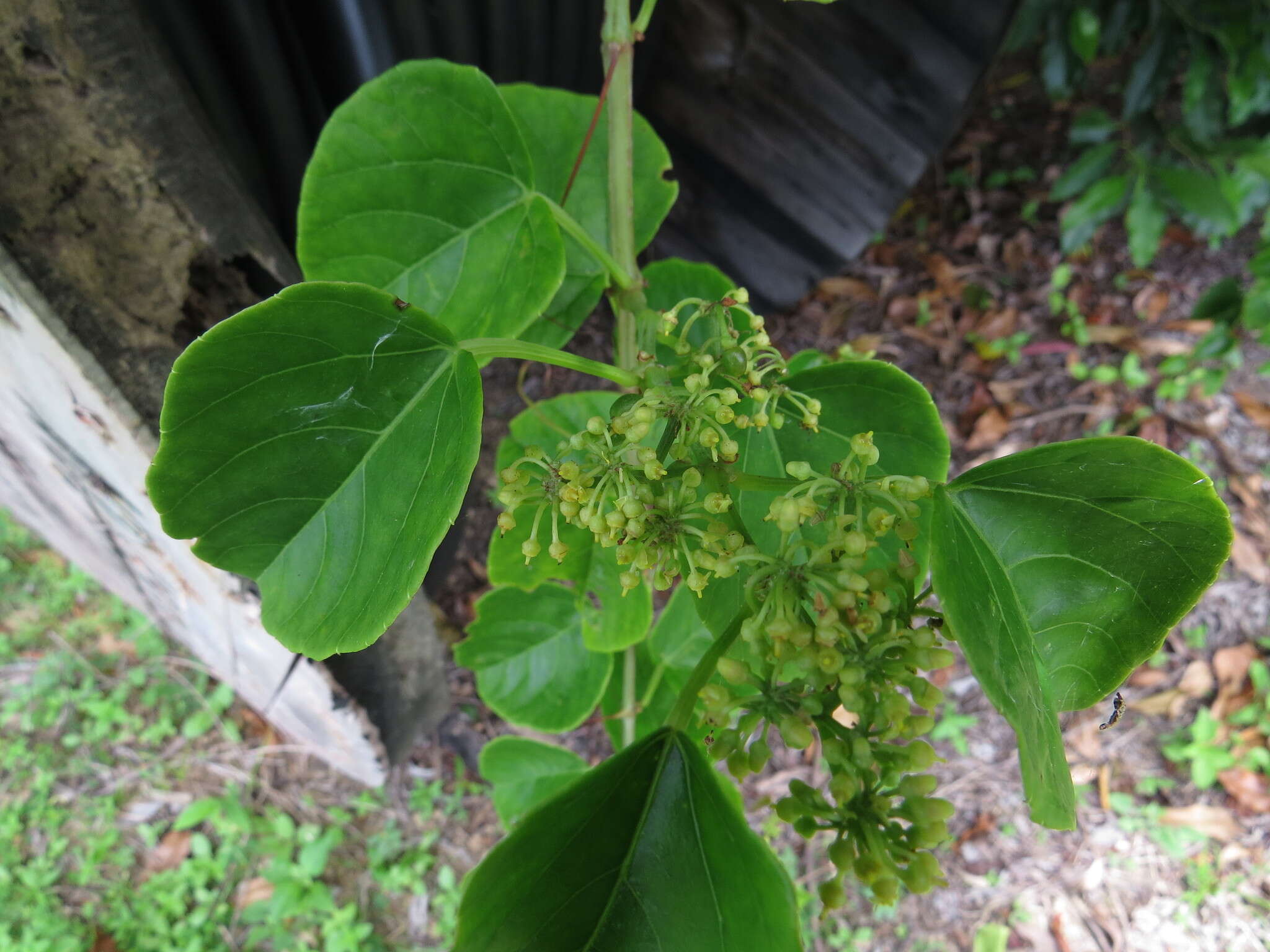 Image de Cissus hastata (Miq.) Planch.