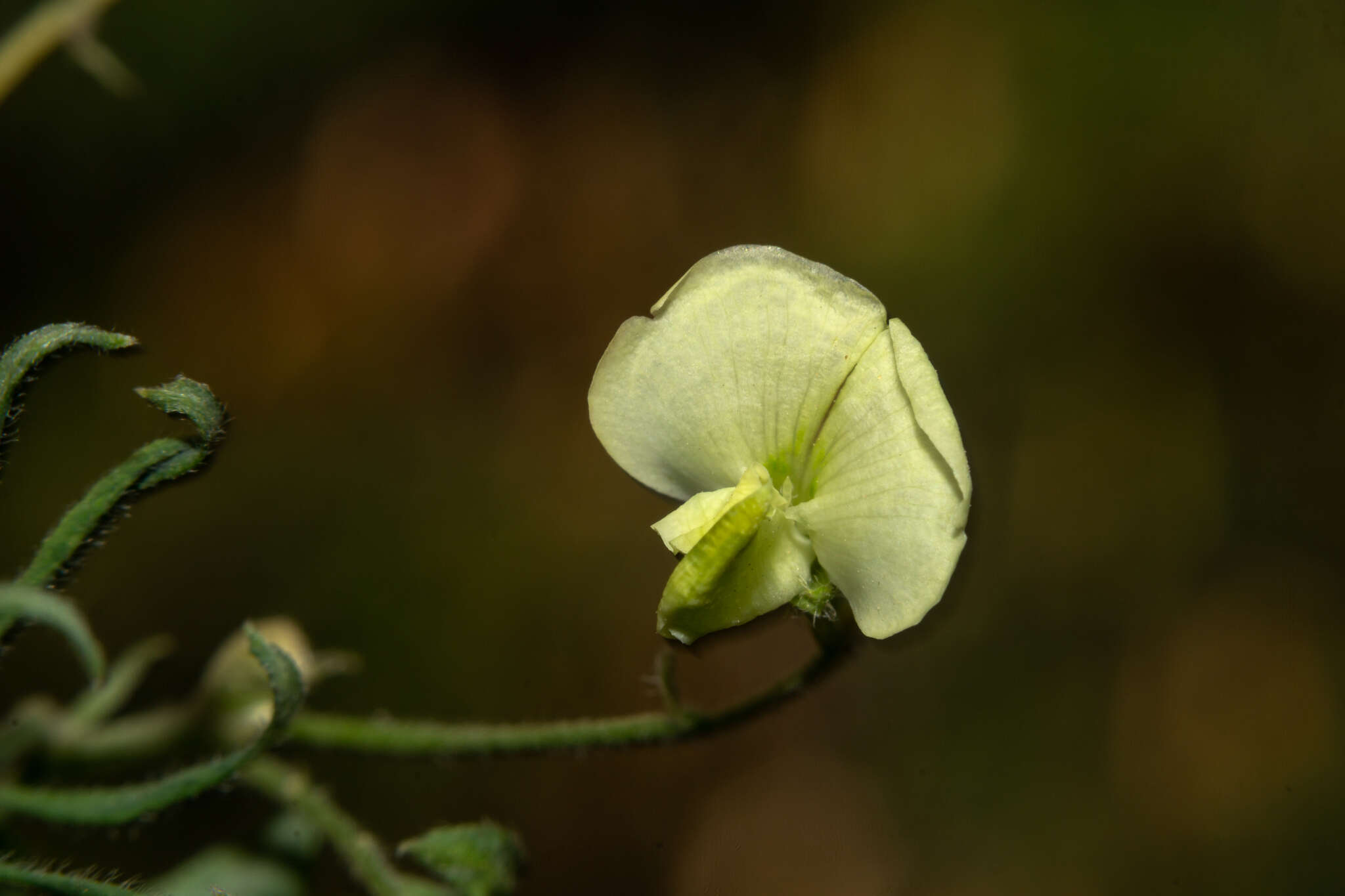 Image of Coursetia hassleri Chodat