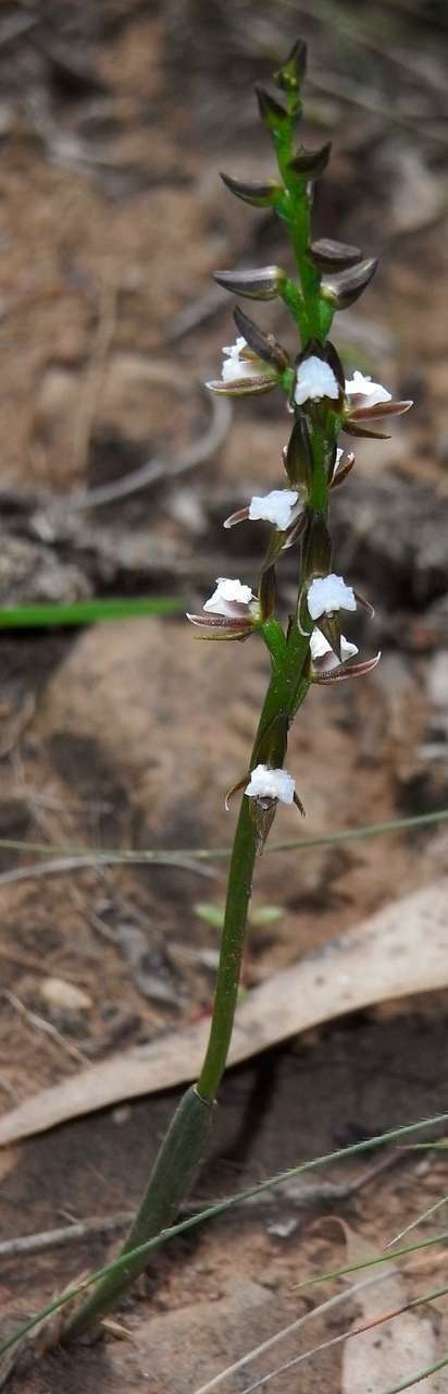 Imagem de Prasophyllum brevilabre (Lindl.) Hook. fil.