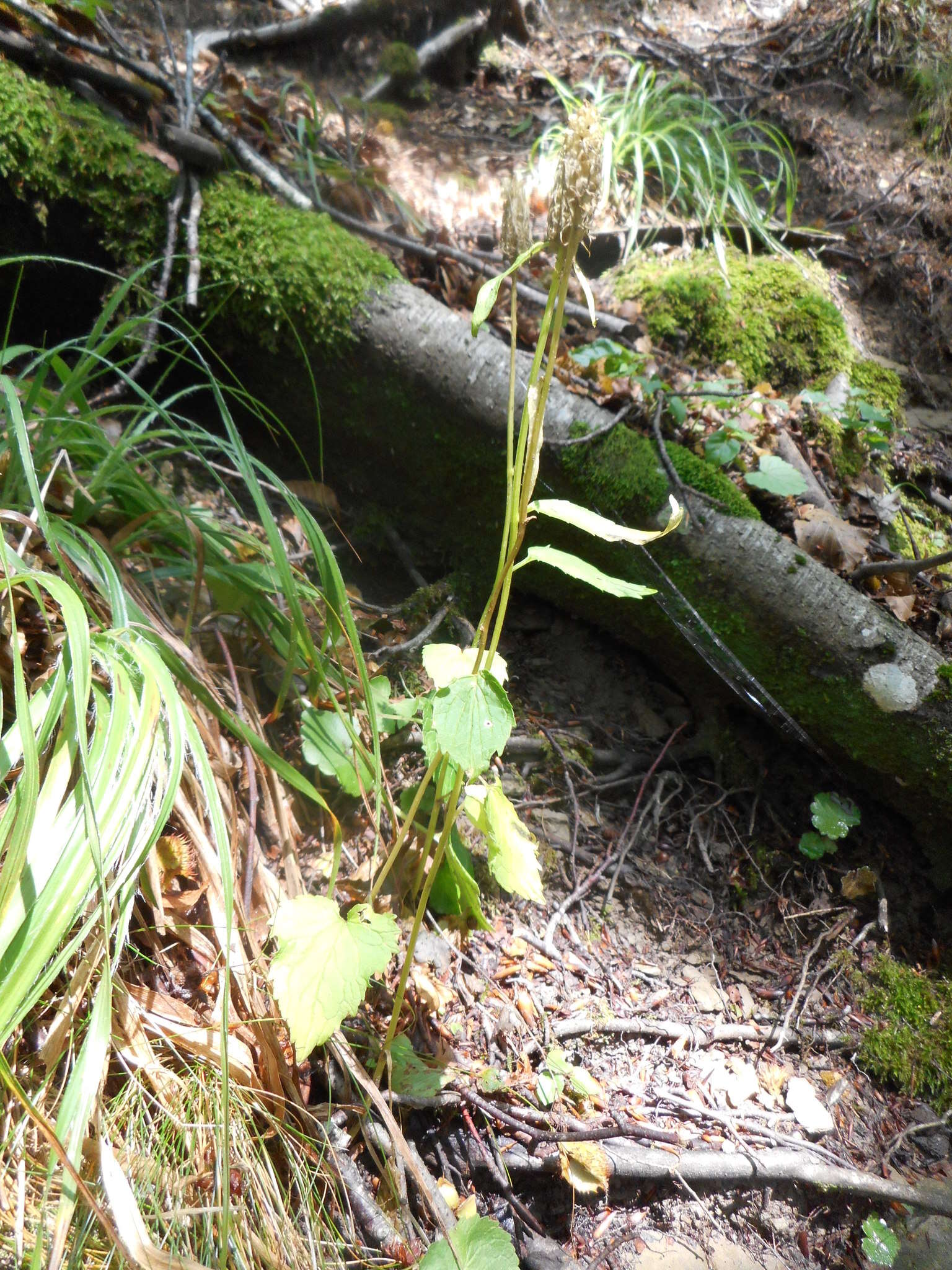 Image of Phyteuma ovatum subsp. pseudospicatum Pignatti