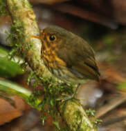 Image of Ochre-breasted Antpitta