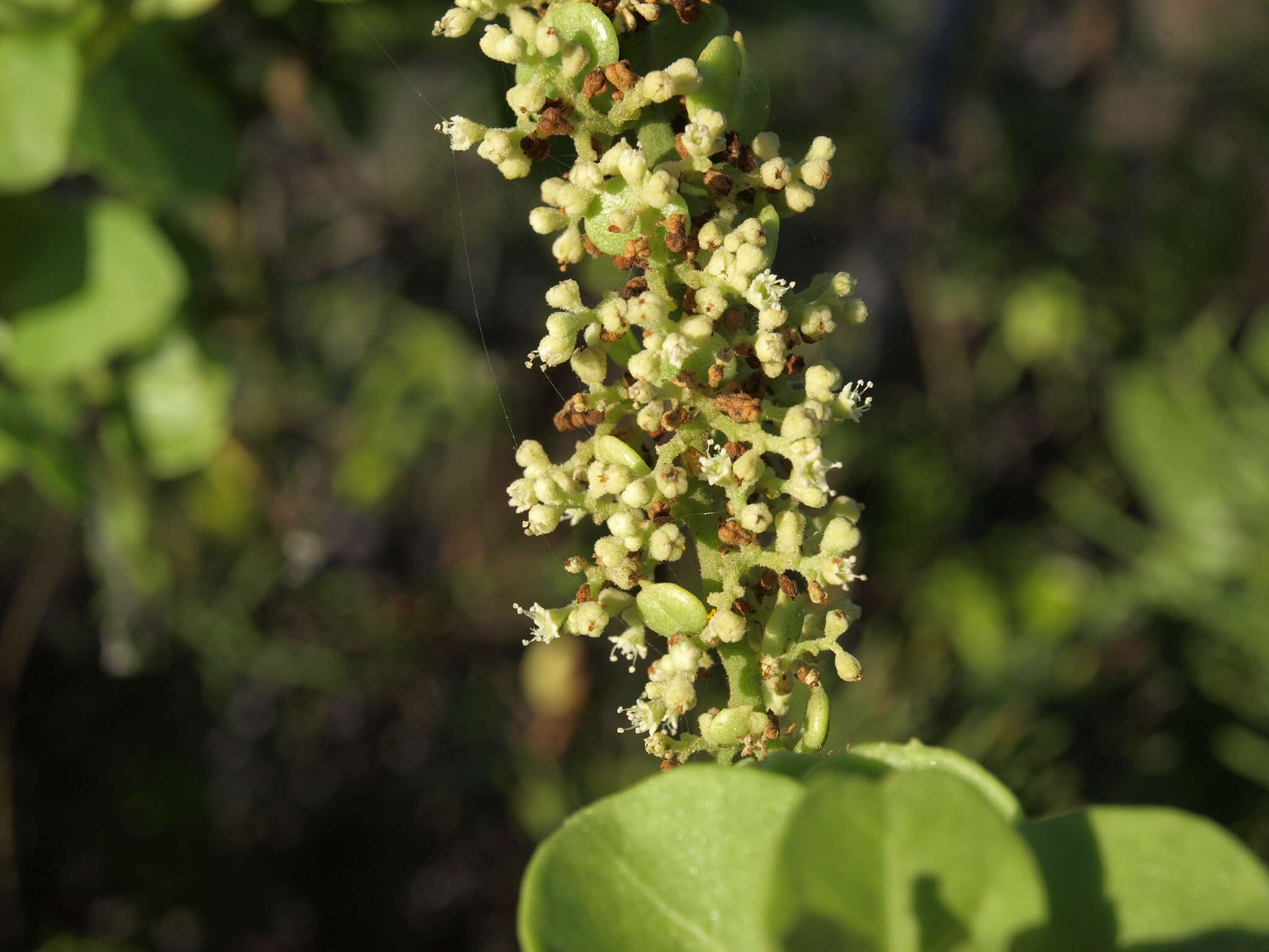 Image of Cryptocarpus