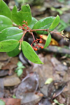 Image of Guadalupe wild coffee