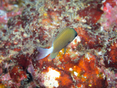 Слика од Pycnochromis hanui (Randall & Swerdloff 1973)