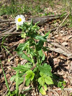 Image of eastern daisy fleabane