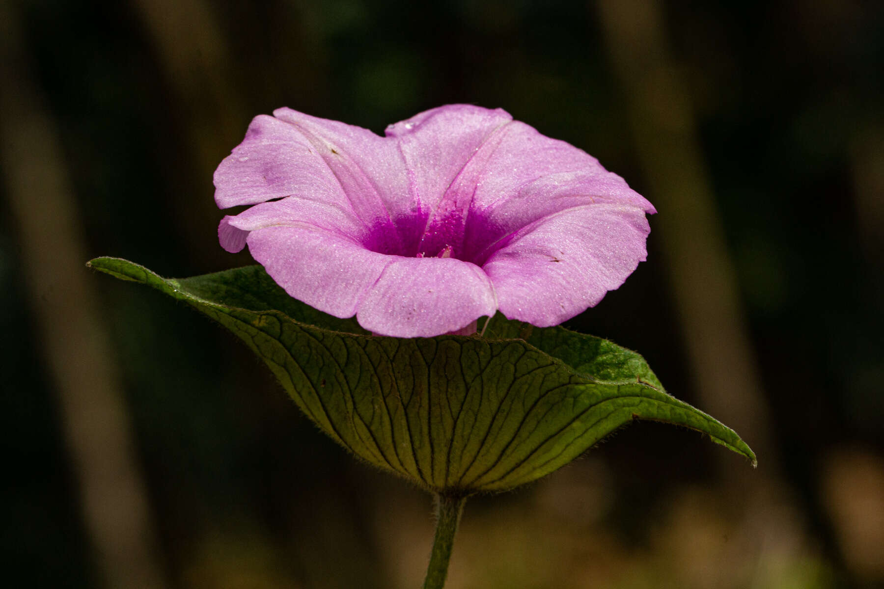 Image of Ipomoea involucrata Beauv.