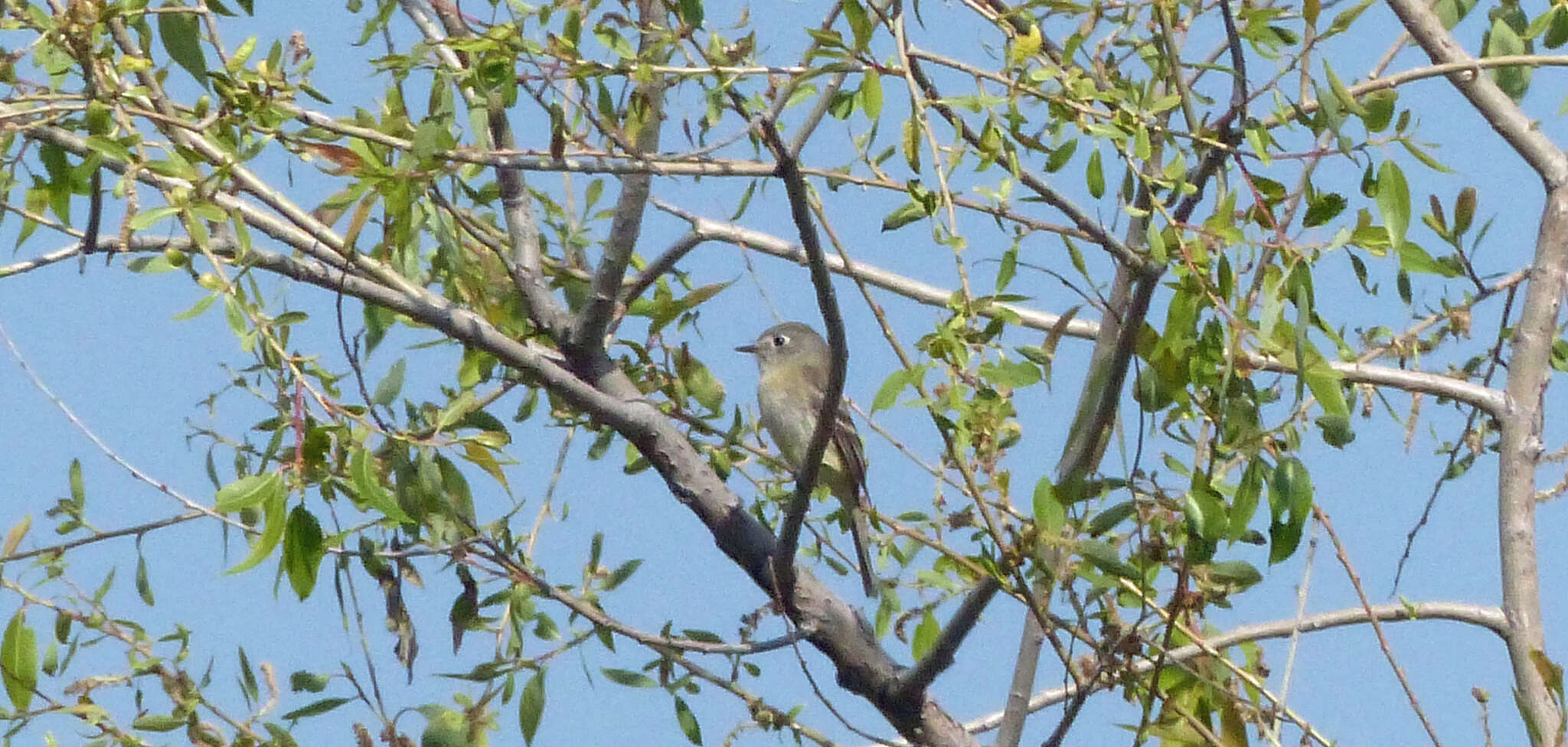 Empidonax hammondii (Xántus 1858)的圖片