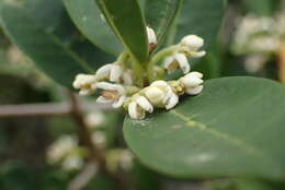 Image of Noronhia foveolata (E. Mey.) Hong-Wa & Besnard