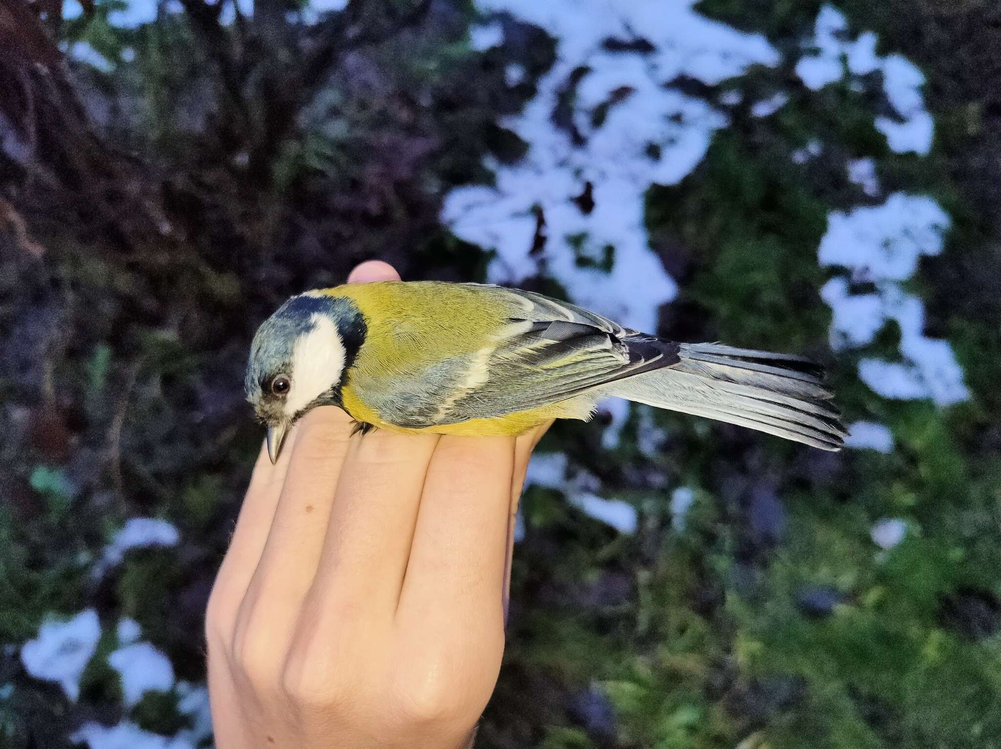 Image of Parus major major Linnaeus 1758