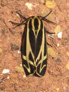 Image of Carlotta's Tiger Moth