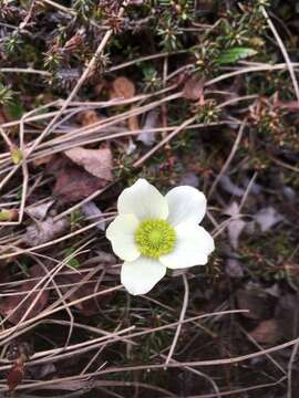 Anemone parviflora Michx. resmi