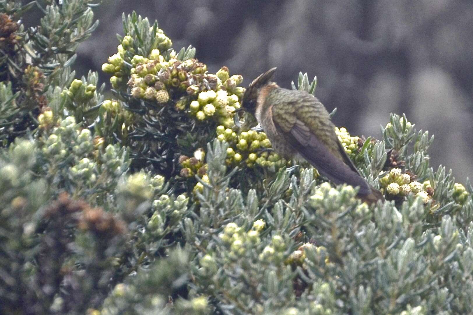 Image of Oxypogon Gould 1848