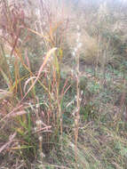 Image of splitbeard bluestem