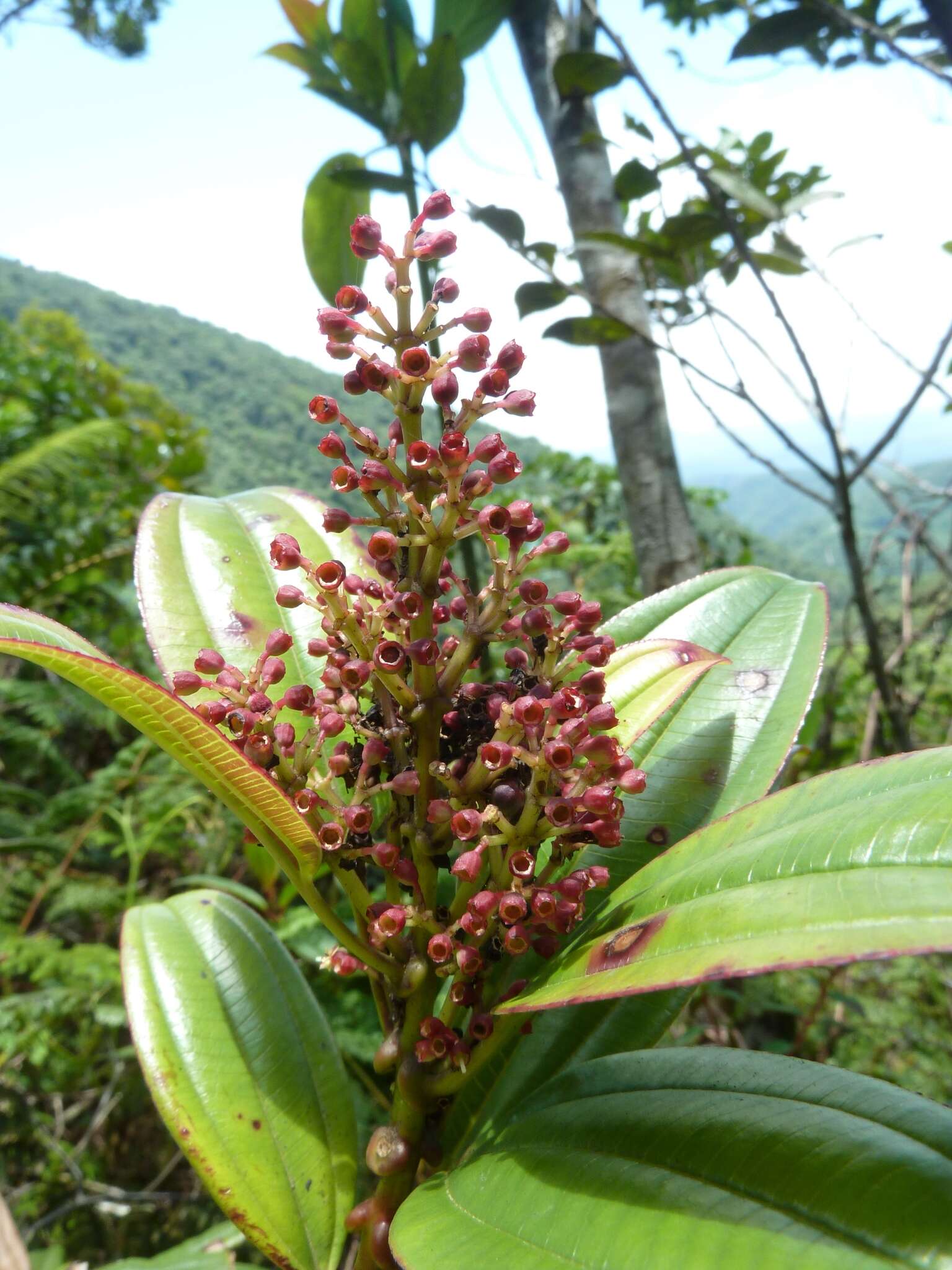 Image of Miconia amplinodis G. Umaña Dodero & F. Almeda