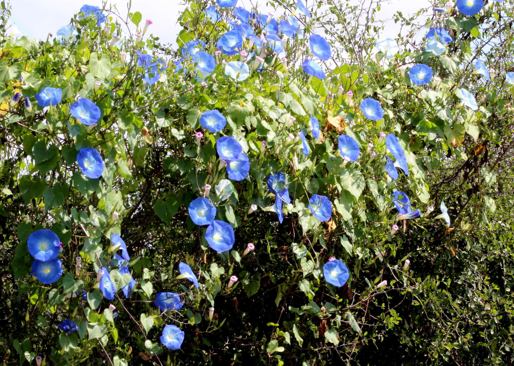 Image of Ololiuqui or Mexican Morning Glory