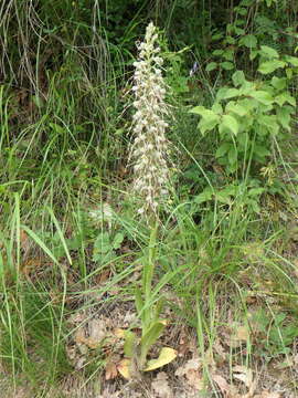 Image of Lizard orchid