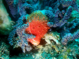 Image of Costellate egg cowrie