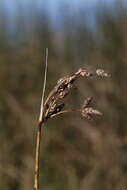 Image of Hardstem bulrush