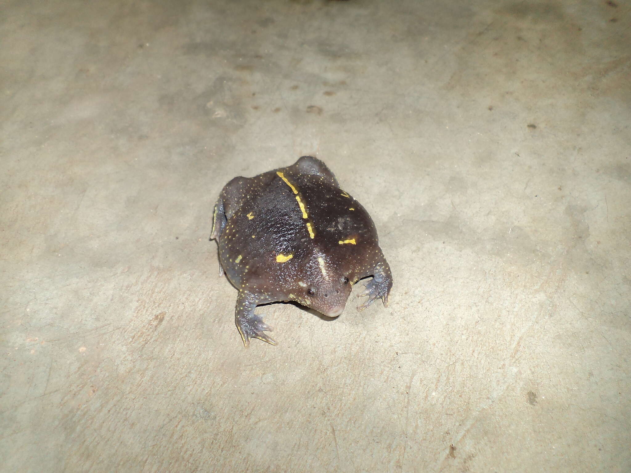 Image de Rhinophrynidae Günther 1859