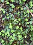 Image of Asterella californica (Hampe ex Austin) Underw.