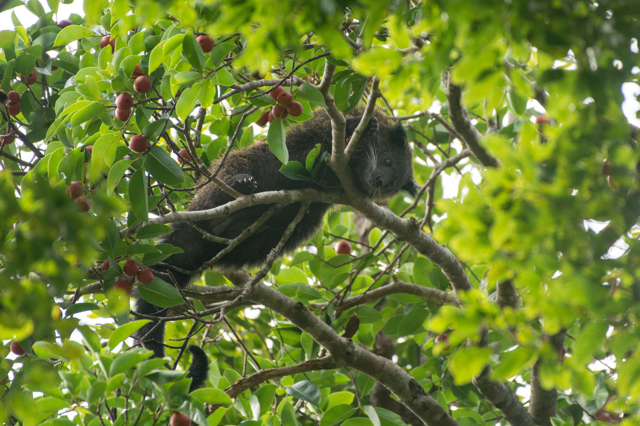 Image of Bearcats