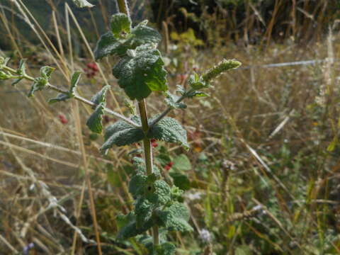 Image of Mentha suaveolens subsp. suaveolens