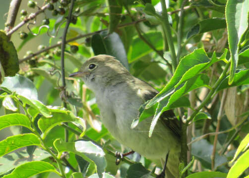 Image of Olivaceous Elaenia