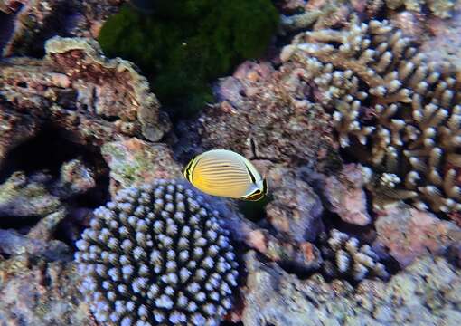 Image of Oval Butterflyfish