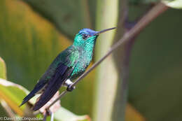 Image of Indigo-capped Hummingbird