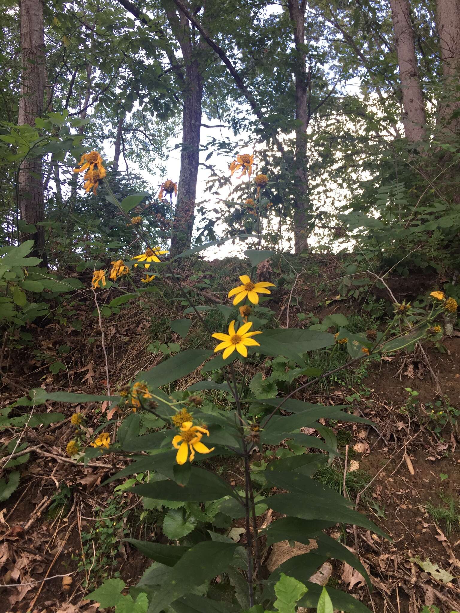 Imagem de Helianthus strumosus L.