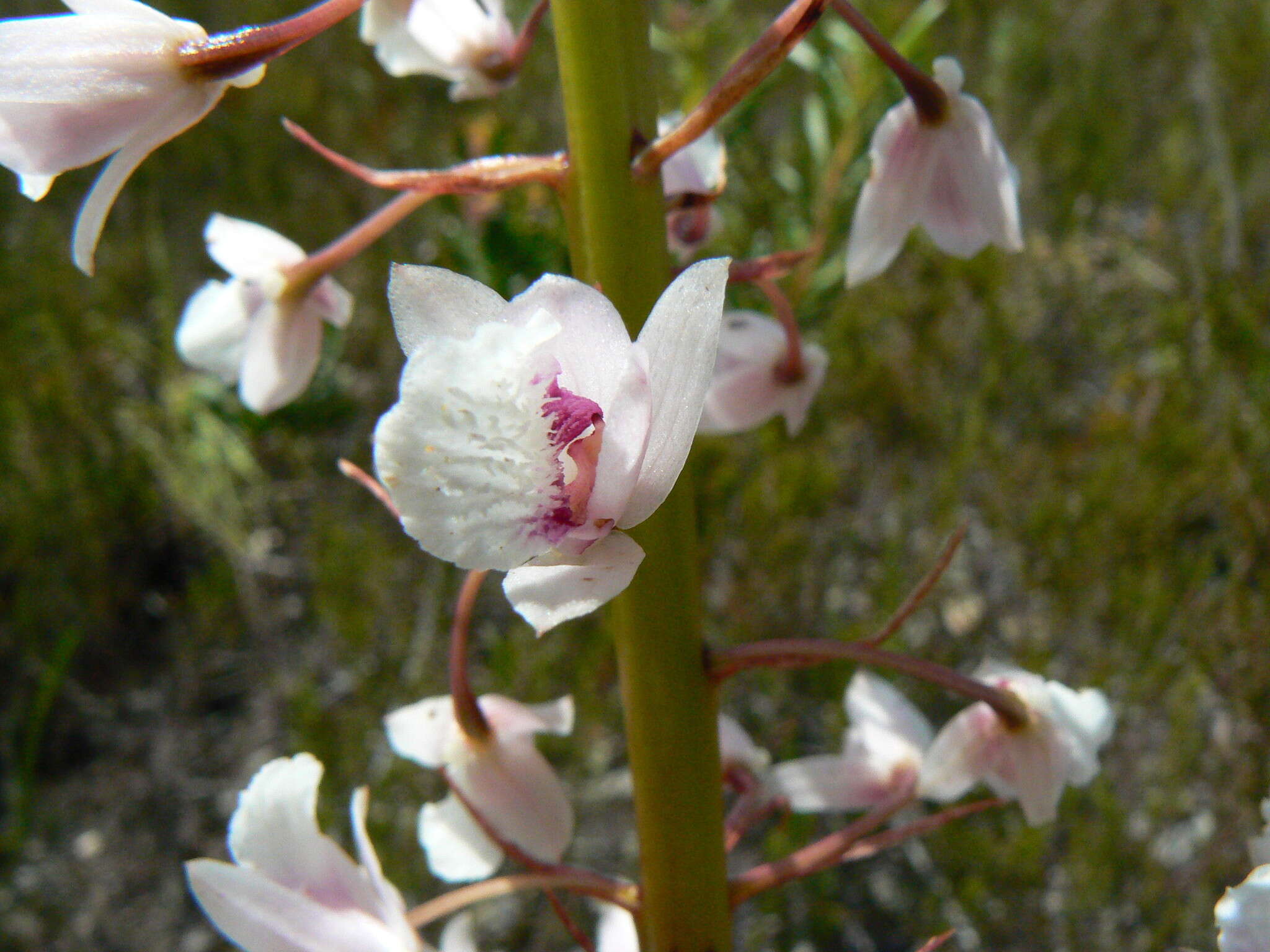 Image of Acrolophia lunata (Schltr.) Schltr. & Bolus