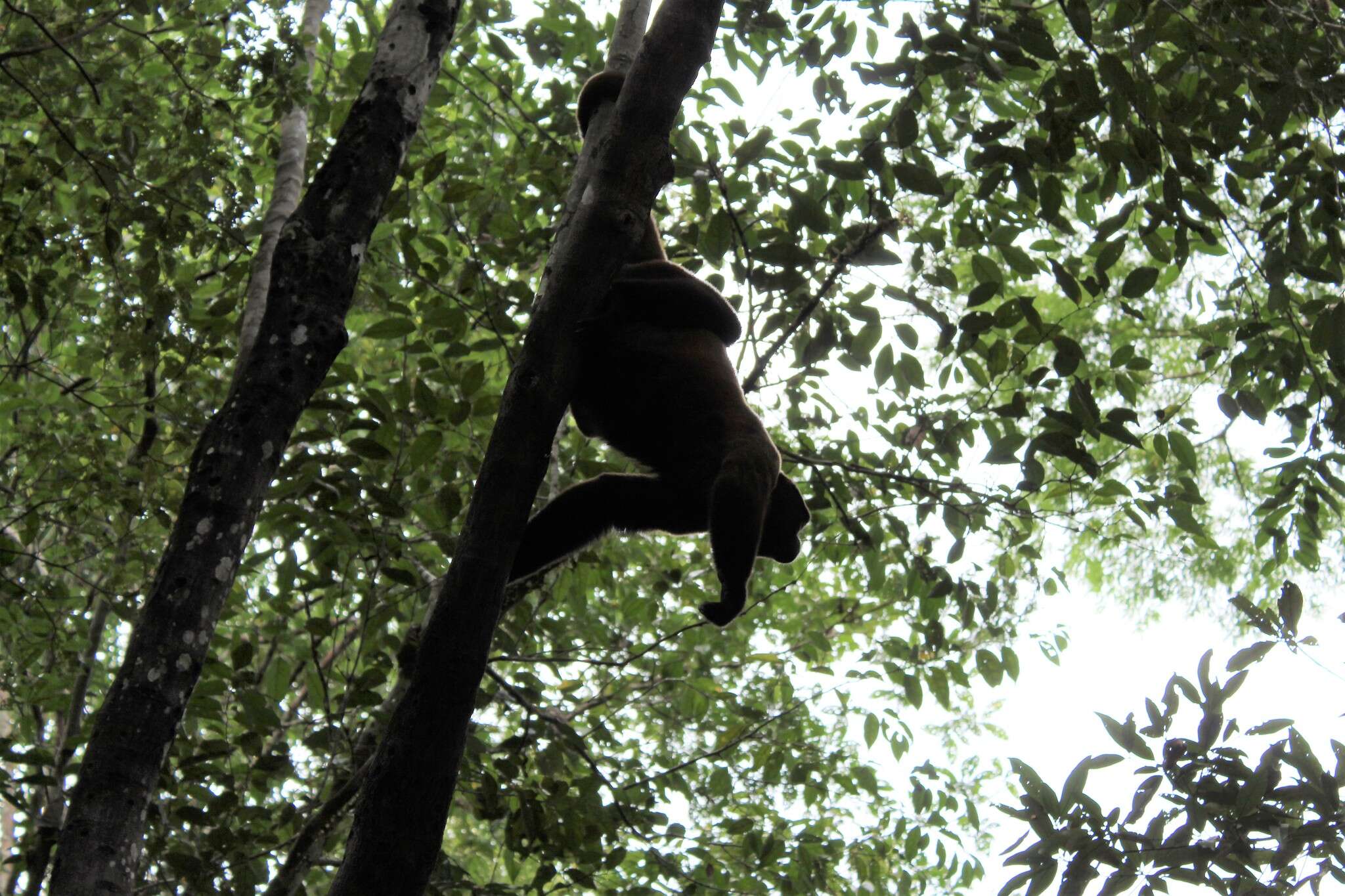 Image of Poeppig's Woolly Monkey