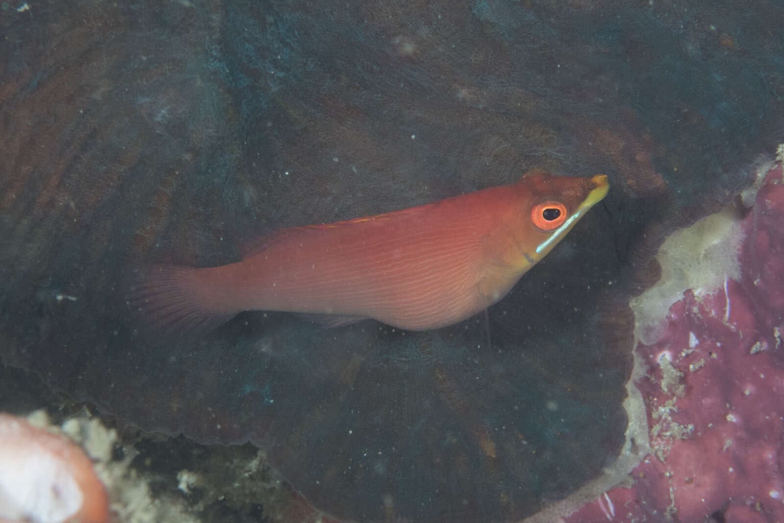 Image of Disappearing wrasse