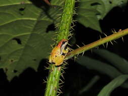 Image of Pristimantis omeviridis Ortega-Andrade, Rojas-Soto, Valencia, Espinosa de los Monteros, Morrone, Ron & Cannatella 2015