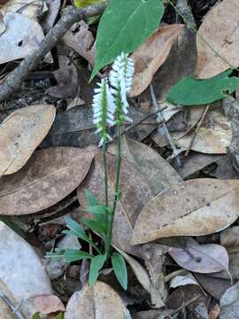 Image of October lady's tresses