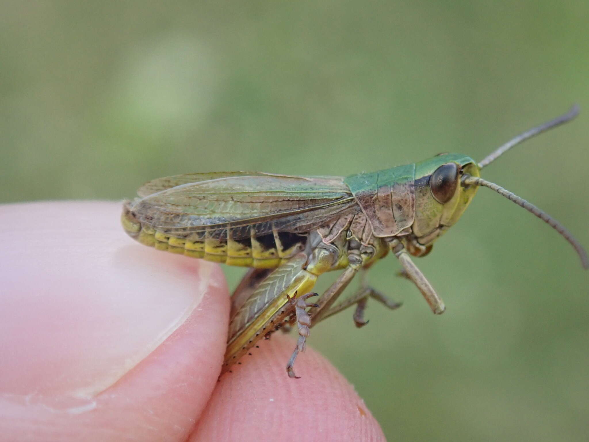 Pseudochorthippus resmi