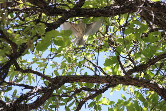 Imagem de Vireo plumbeus Coues 1866