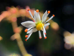 Image of wood saxifrage